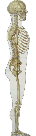 spine from side